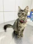 Cléo