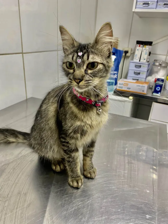 Gato ra a Srd idade 1 ano nome Cléo 