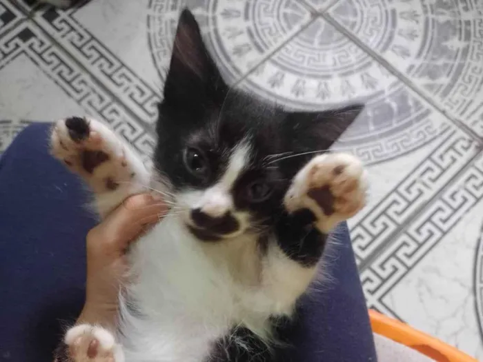 Gato ra a SRD-ViraLata idade 2 a 6 meses nome Ceci/ Cloe/Lua