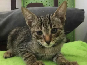 Gato raça Srd idade Abaixo de 2 meses nome Romeu