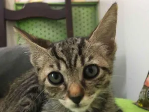 Gato raça SRD-ViraLata idade Abaixo de 2 meses nome Ágata 