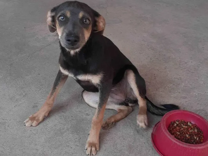 Cachorro ra a SRD-ViraLata idade 7 a 11 meses nome Hana