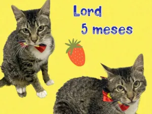 Gato raça Srd idade 2 a 6 meses nome Lord