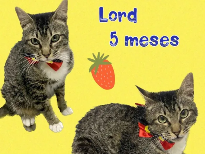 Gato ra a Srd idade 2 a 6 meses nome Lord