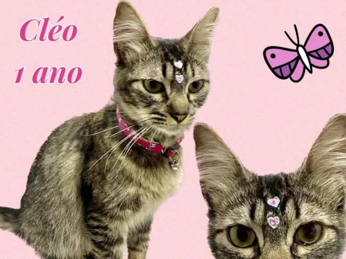 Gato ra a Srd idade 1 ano nome Cléo 