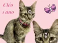 Cléo