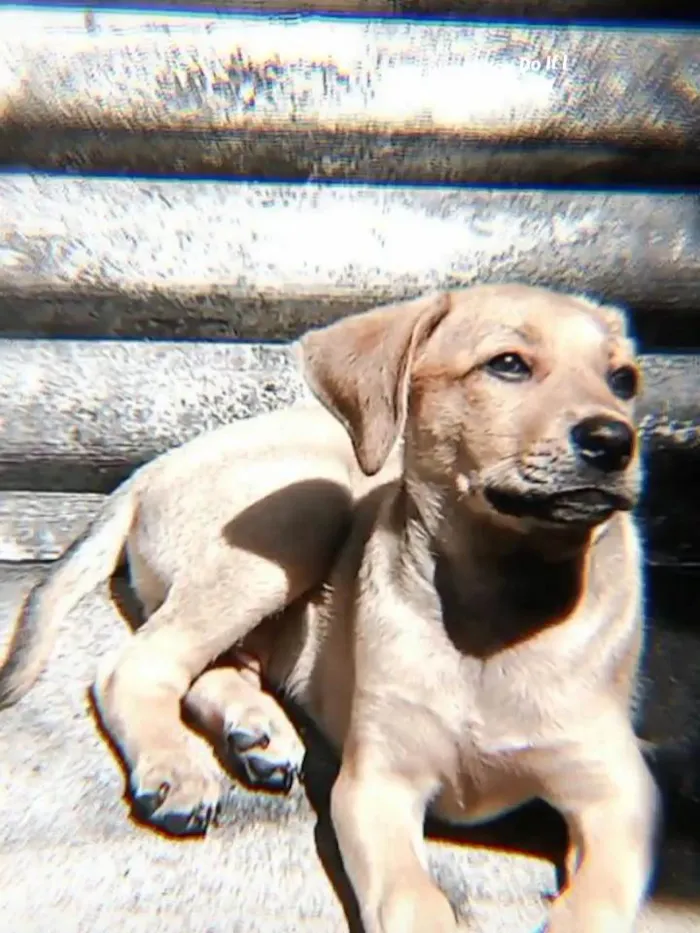 Cachorro ra a  idade 2 a 6 meses nome Duck