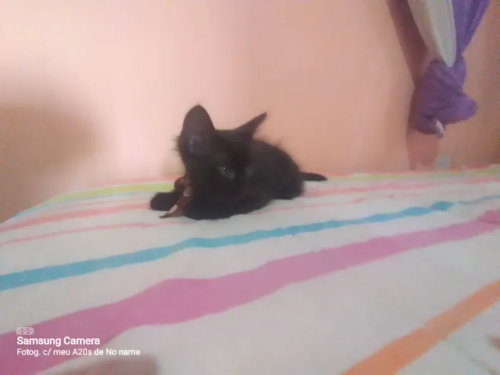 Gato ra a Sem raça  idade 2 a 6 meses nome Sem mome