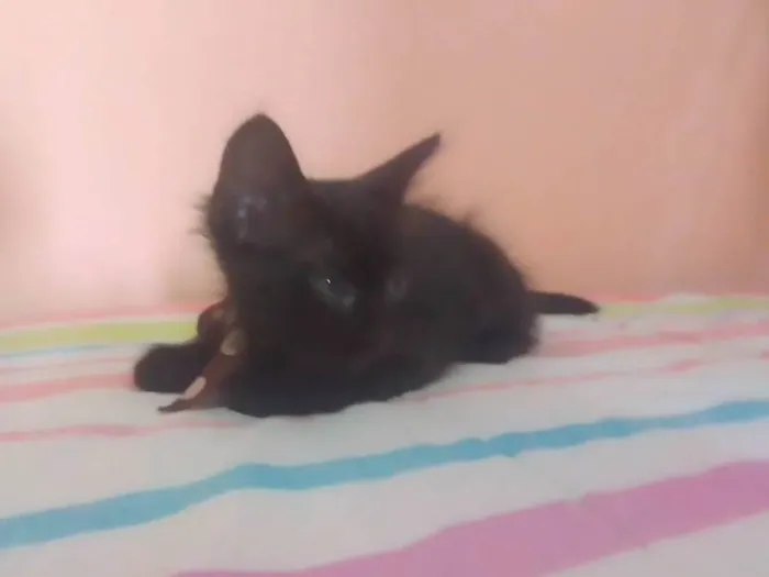 Gato ra a Sem raça  idade 2 a 6 meses nome Sem mome