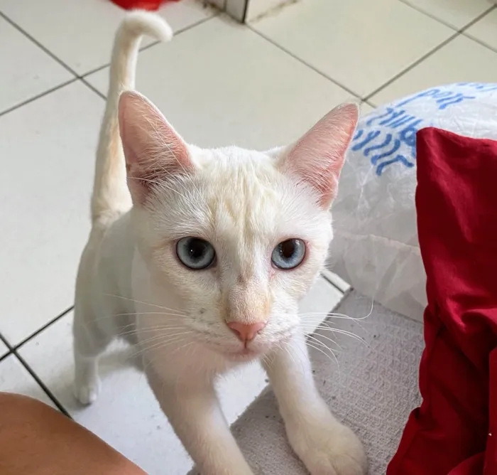 Gato ra a SRD-ViraLata idade 3 anos nome Akira 