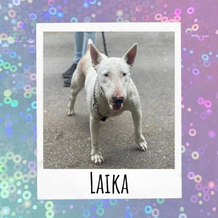 Cachorro ra a Bull Terrier idade 3 anos nome Laika