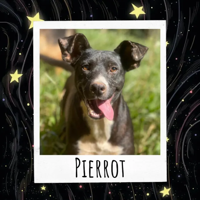 Cachorro ra a SRD-ViraLata idade 2 anos nome Pierrot 