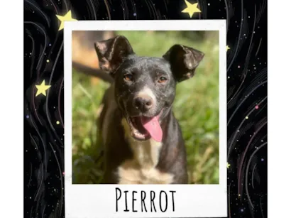 Cachorro raça SRD-ViraLata idade 2 anos nome Pierrot 