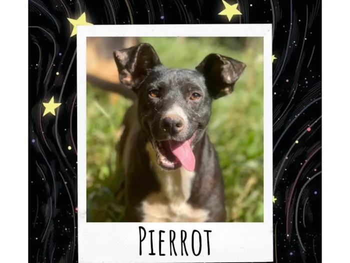 Cachorro ra a SRD-ViraLata idade 2 anos nome Pierrot 