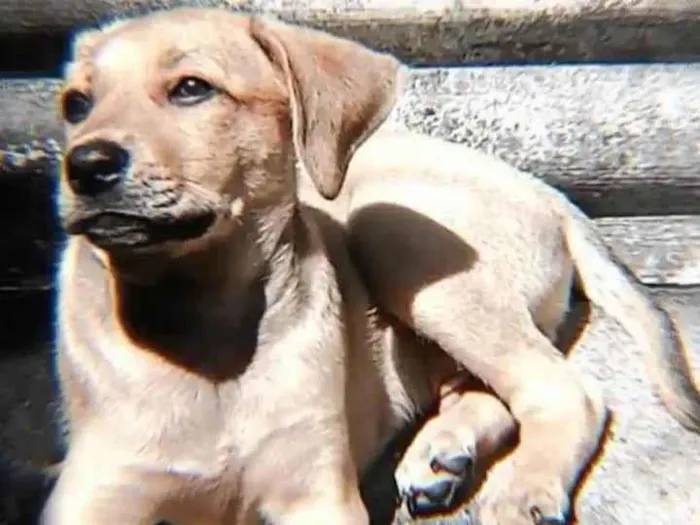 Cachorro ra a  idade 2 a 6 meses nome Duck