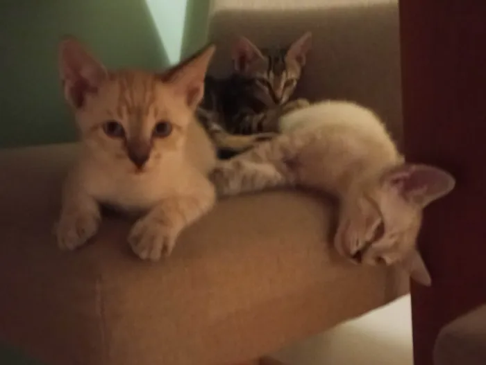 Gato ra a Sem raça determinada idade 2 a 6 meses nome Não possuem nome