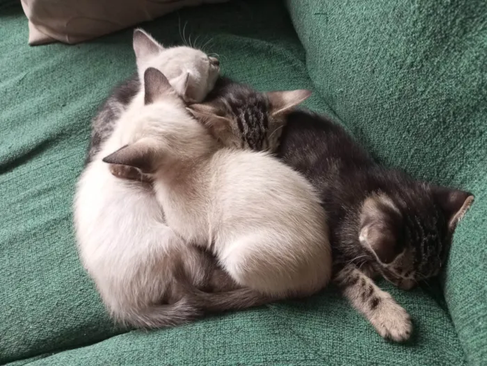 Gato ra a Sem raça determinada idade 2 a 6 meses nome Não possuem nome