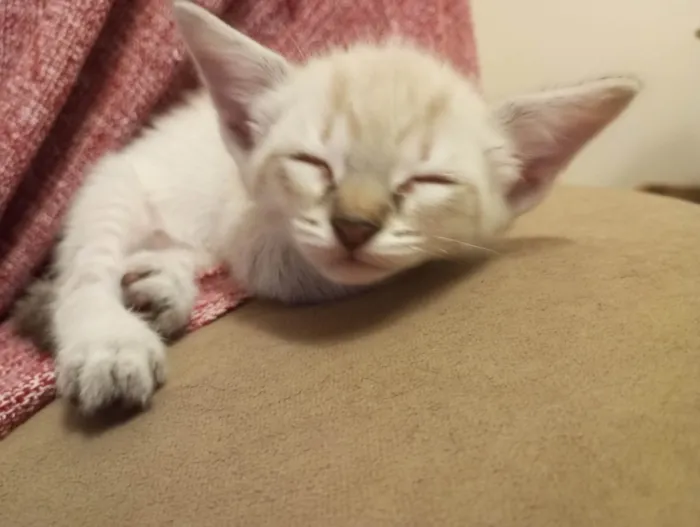 Gato ra a Sem raça determinada idade 2 a 6 meses nome Não possuem nome