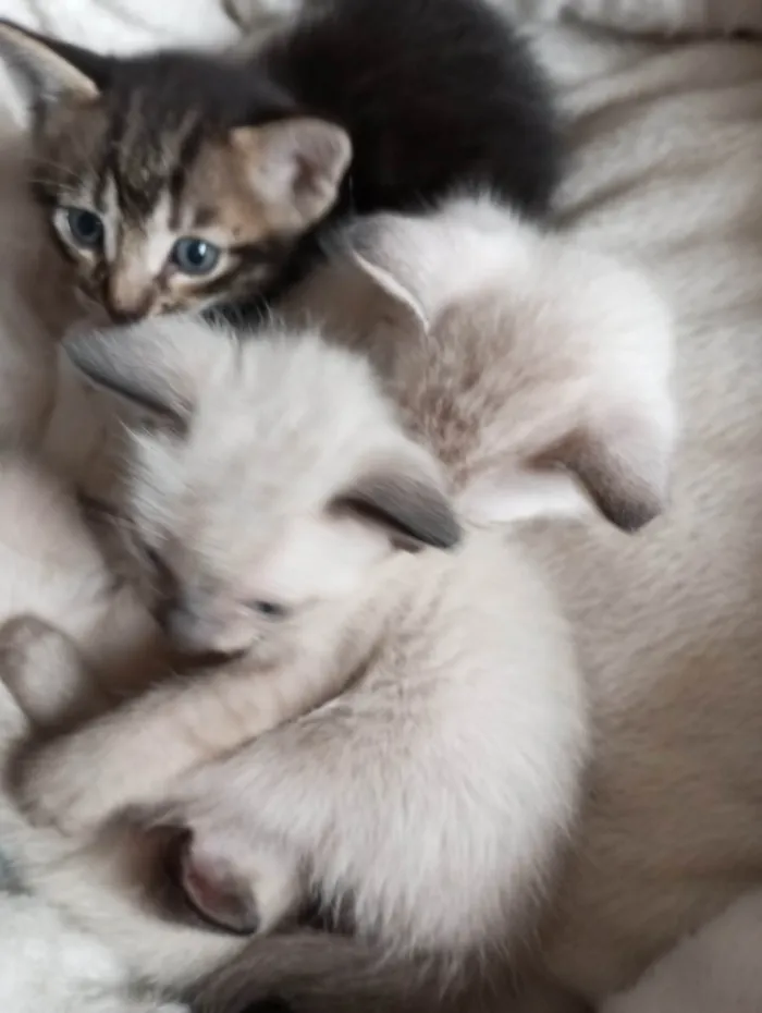 Gato ra a Sem raça determinada idade 2 a 6 meses nome Não possuem nome