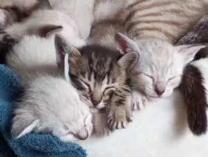Gato raça Sem raça determinada idade 2 a 6 meses nome Não possuem nome