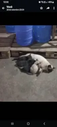 Pup