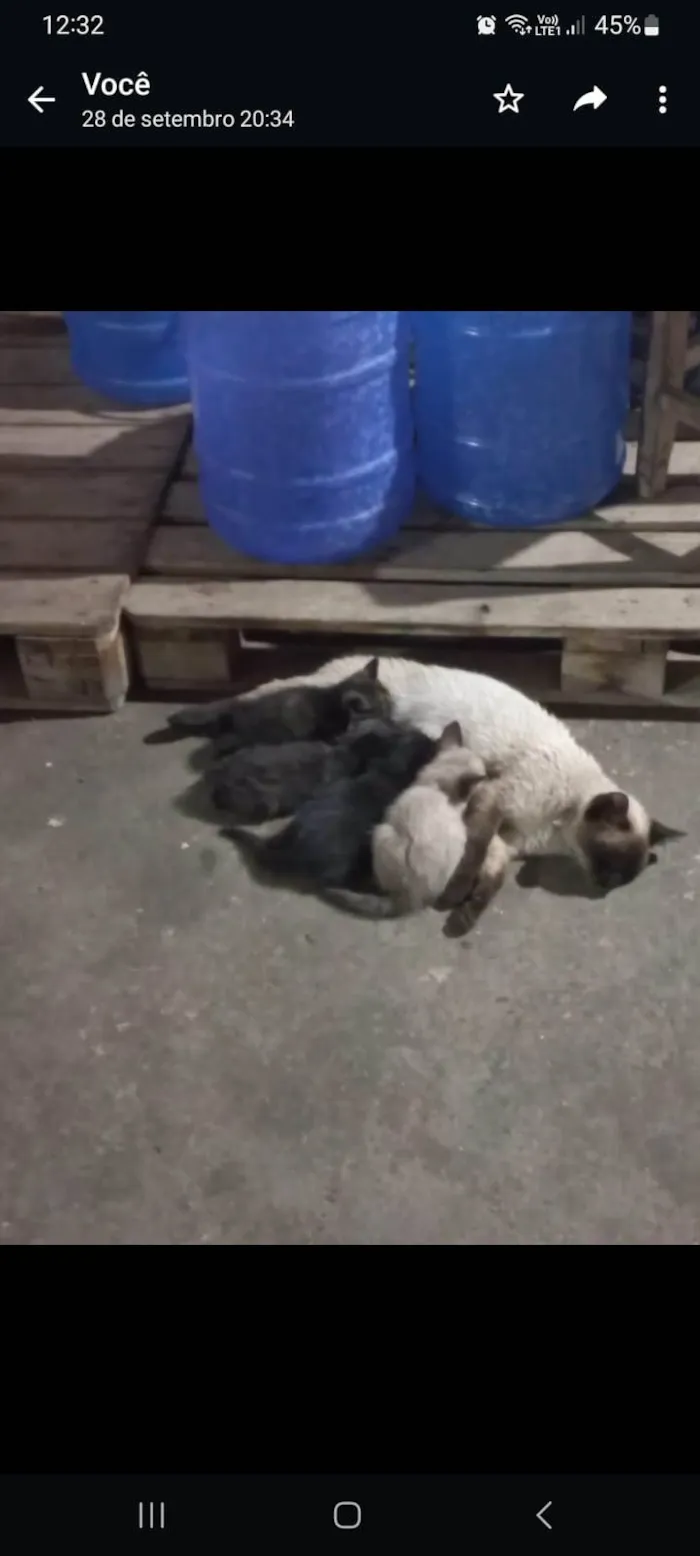 Gato ra a  idade Abaixo de 2 meses nome Pup