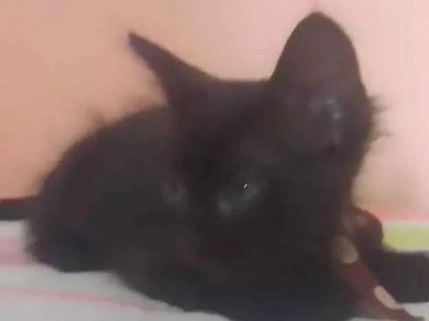 Gato ra a Sem raça  idade 2 a 6 meses nome Sem mome