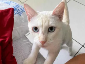 Gato raça SRD-ViraLata idade 3 anos nome Akira 