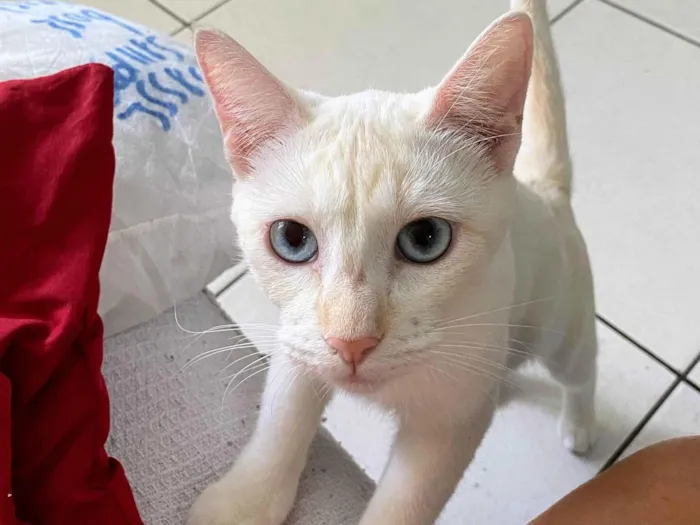 Gato ra a SRD-ViraLata idade 3 anos nome Akira 