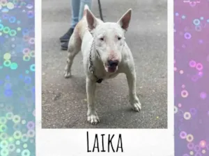 Cachorro raça Bull Terrier idade 3 anos nome Laika