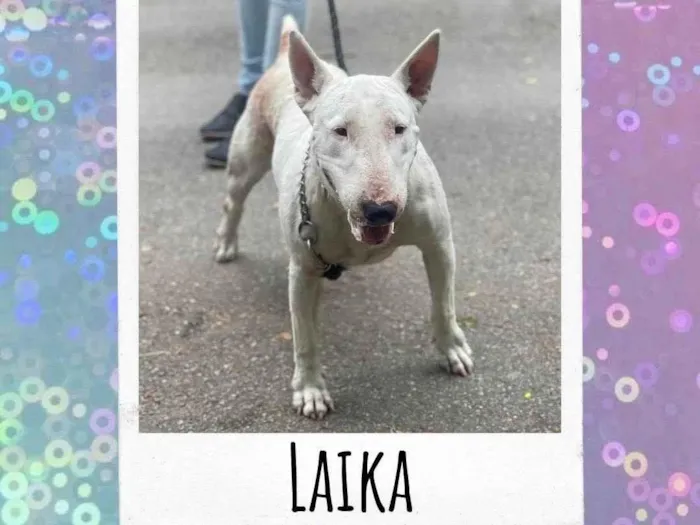 Cachorro ra a Bull Terrier idade 3 anos nome Laika