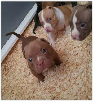Cachorro raça Pitbull  idade 2 a 6 meses nome Laika