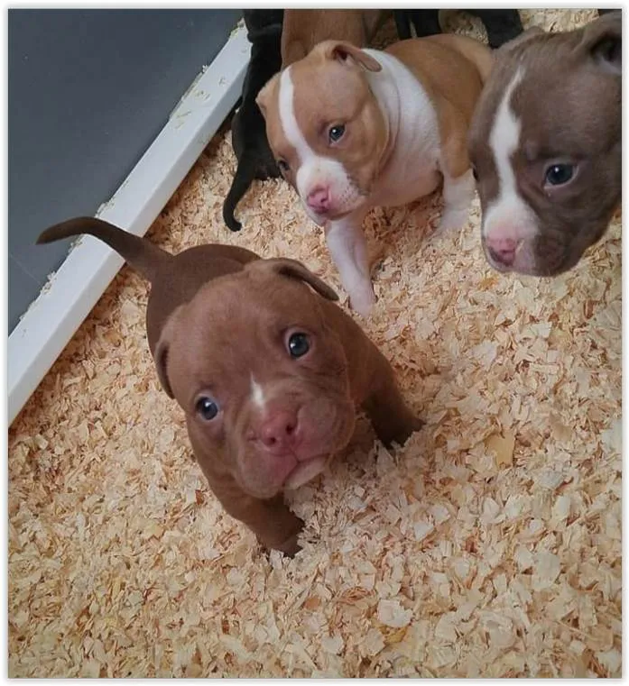 Cachorro ra a Pitbull idade 2 a 6 meses nome Laika