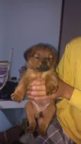 Pup