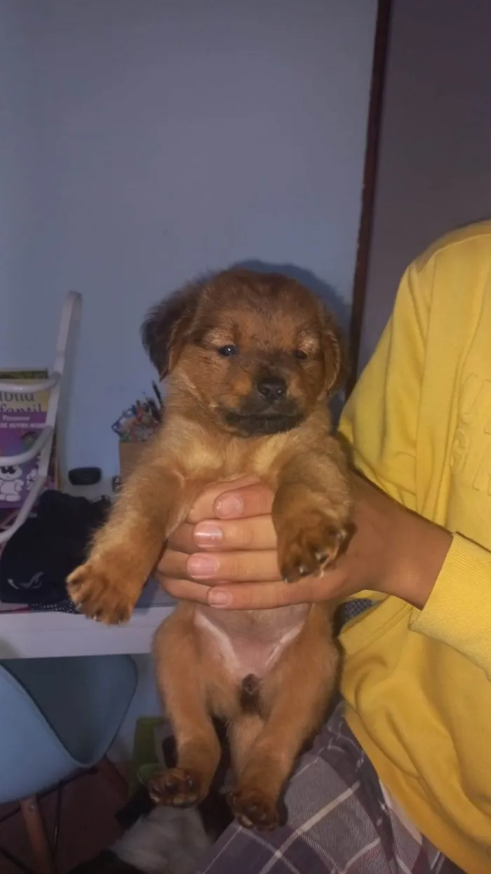 Cachorro ra a SRD-ViraLata idade 2 a 6 meses nome ROSANGELA MARIA FERNANDES