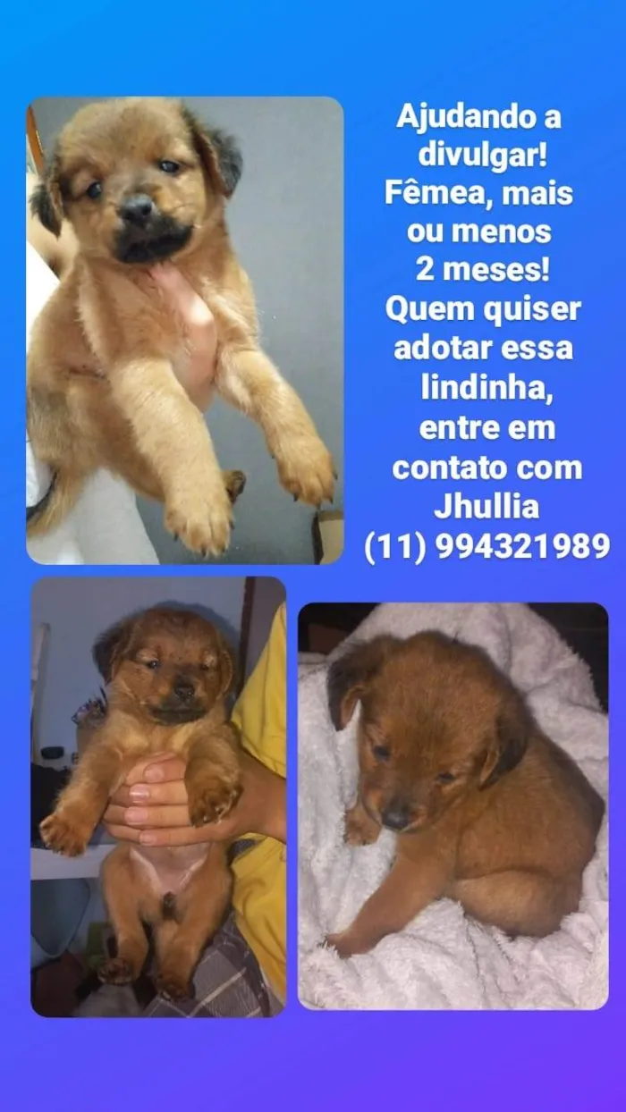 Cachorro ra a SRD-ViraLata idade 2 a 6 meses nome ROSANGELA MARIA FERNANDES