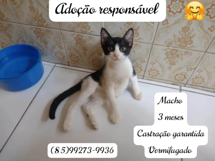 Gato ra a Sem raça definida.  idade 2 a 6 meses nome Principe 