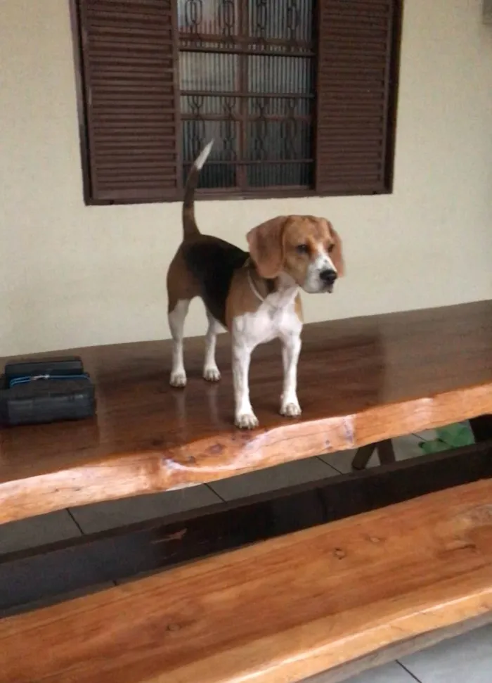 Cachorro ra a Beagle idade 1 ano nome Pipoca