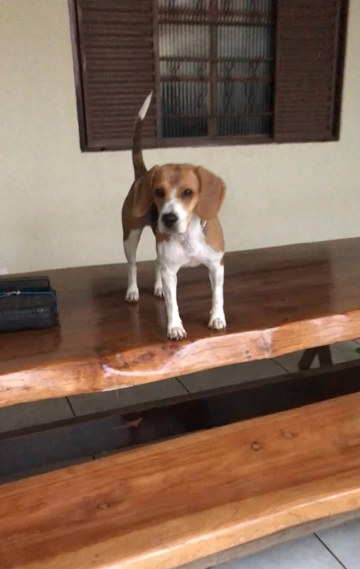 Cachorro ra a Beagle idade 1 ano nome Pipoca