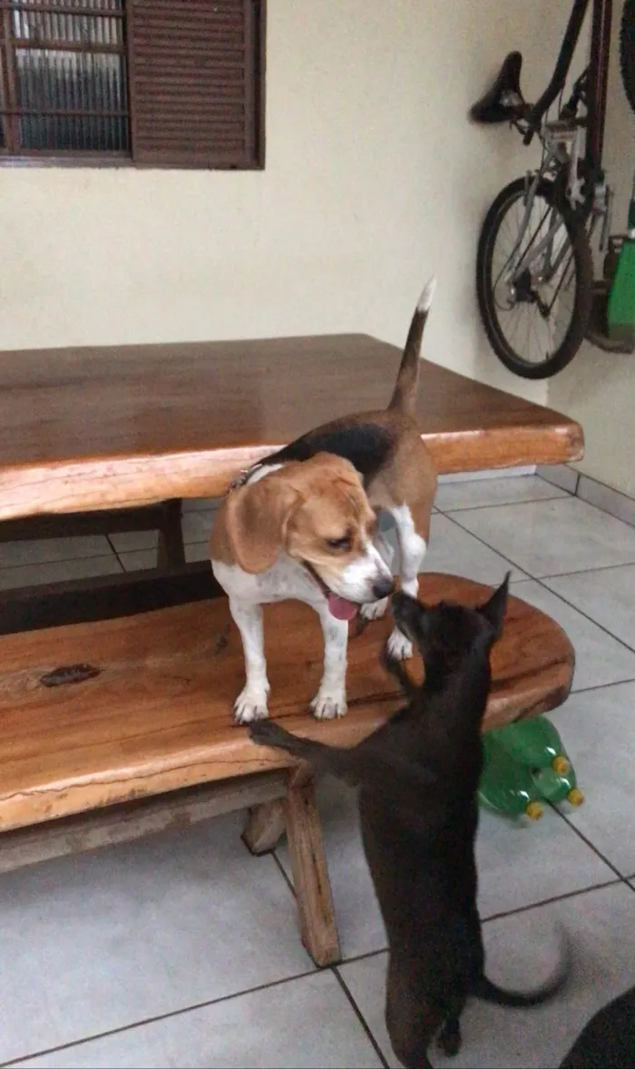 Cachorro ra a Beagle idade 1 ano nome Pipoca