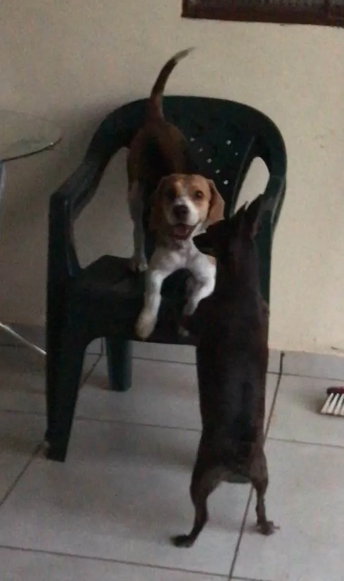 Cachorro ra a Beagle idade 1 ano nome Pipoca