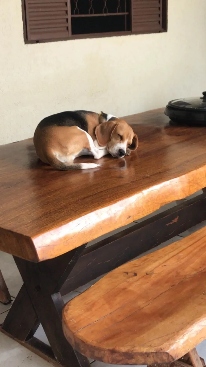 Cachorro ra a Beagle idade 1 ano nome Pipoca