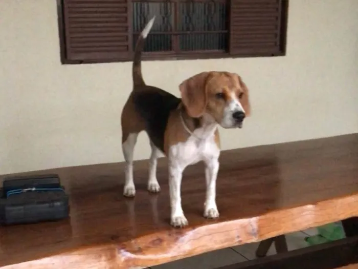 Cachorro ra a Beagle idade 1 ano nome Pipoca