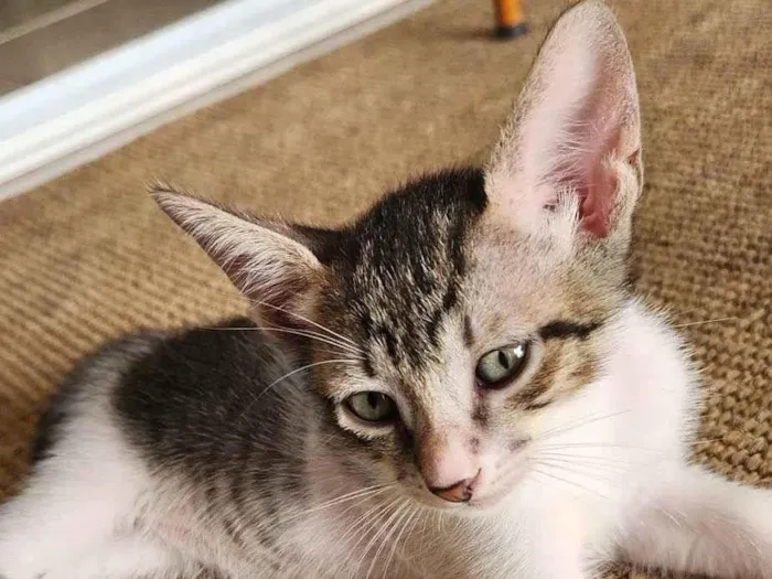 Gato ra a SRD-ViraLata idade Abaixo de 2 meses nome Hashi