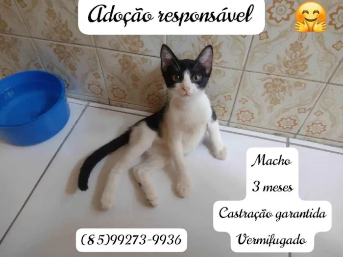 Gato ra a Sem raça definida.  idade 2 a 6 meses nome Principe 