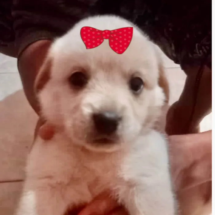 Cachorro ra a Mestica  idade 2 a 6 meses nome Luana 