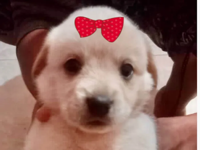 Cachorro ra a Mestica  idade 2 a 6 meses nome Luana 