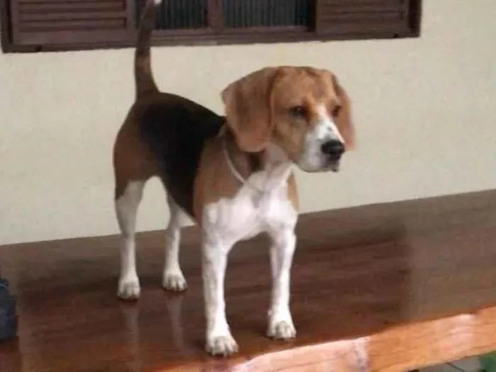 Cachorro ra a Beagle idade 1 ano nome Pipoca