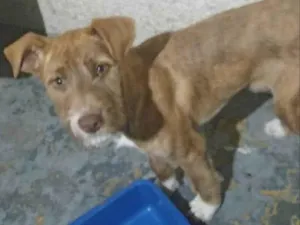 Cachorro raça SRD-ViraLata idade 2 a 6 meses nome Lenin