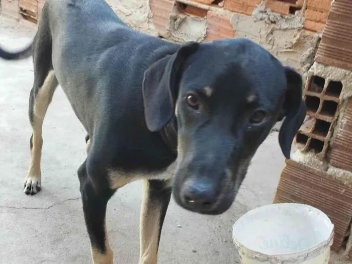 Cachorro ra a Virá lata idade  nome Scooby 